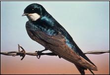 Male tree swallow
