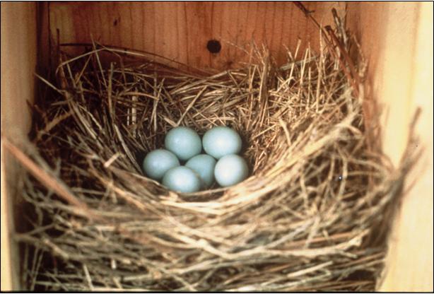 Bluebird nests are made entirely of grass.