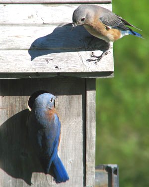 Male & Female bluebirds checking out a nest box.