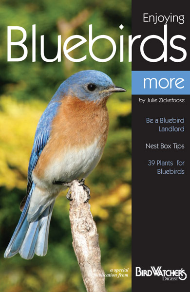 enjoying-bluebirds-more lrg