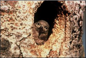 Bluebird in a natural tree cavity
